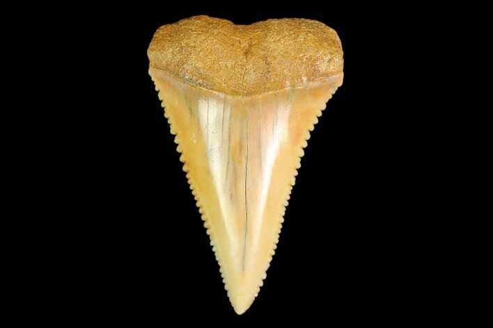 Serrated, Fossil Great White Shark (Carcharodon) Tooth #142302